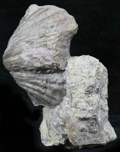 Platystrophia Brachiopod Fossil From Kentucky #26453